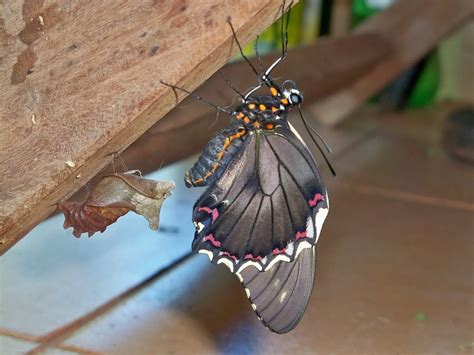 borboleta paraguaio|POSIÇÃO BORBOLETA PARAGUAIA com Beatriz。